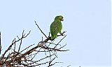 Yellow-crowned Parrotborder=
