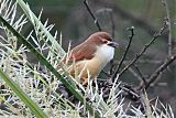 Yellow-eyed Babbler