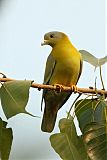 Yellow-footed Green-Pigeon