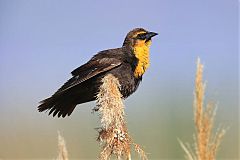 Yellow-headed Blackbird