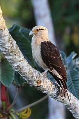 Yellow-headed Caracara perching/standing at Panama