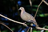 Zenaida Dove