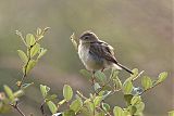 Zitting Cisticola