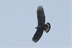 Zone-tailed Hawk flying at Panama