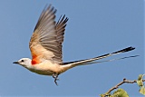 Scissor-tailed Flycatcherborder=