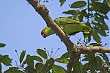 Red-lored Parrotborder=