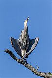 Great Blue Heronborder=