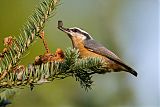 Red-breasted Nuthatchborder=