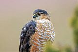 Sharp-shinned Hawk