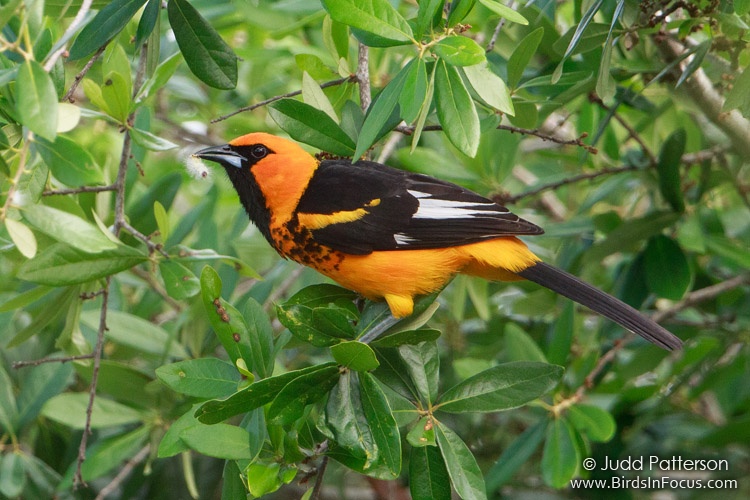 Spot-Breasted Oriole : r/angrybirds
