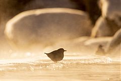 American Dipper