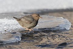 American Dipper