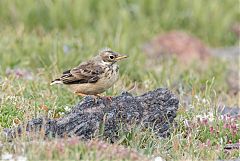 American Pipit perching/standing at Colorado, United States
