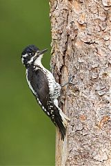 American Three-toed Woodpecker perching/standing at Colorado, United States