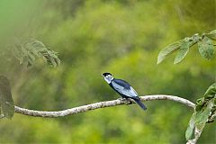Bare-necked Fruitcrow perching/standing at Ecuador