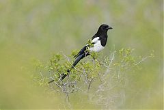 Black-billed Magpie perching/standing at Colorado, United States