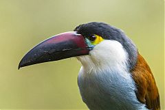 Black-billed Mountain-Toucan perching/standing at Colombia