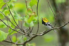 Black-throated Green Warbler calling/singing at North Carolina, United States