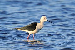 Black-winged Stilt wading at Phetchaburi, Thailand