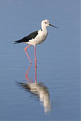 Black-winged Stilt wading at Phetchaburi, Thailand