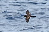 Black Storm-Petrel