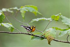 Blackburnian Warbler calling/singing at North Carolina, United States