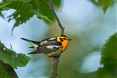 Blackburnian Warbler perching/standing at North Carolina, United States