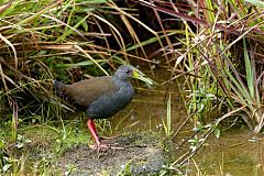 Blackish Rail perching/standing at Ecuador