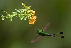 White-booted Racket-tail flying at Colombia