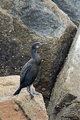 Brandt's Cormorant perching/standing at California, United States