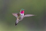 Broad-tailed Hummingbirdborder=