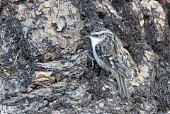 Brown Creeper