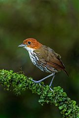 Chestnut-crowned Antpitta perching/standing at Colombia