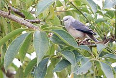 Chestnut-tailed Starling perching/standing at Chiang Mai, Thailand