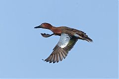 Cinnamon Teal flying at Colorado, United States