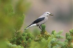 Clark's Nutcracker perching/standing at Colorado, United States