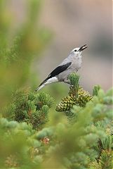 Clark's Nutcracker perching/standing at Colorado, United States