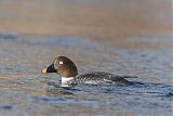 Common Goldeneye