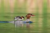 Common Merganser