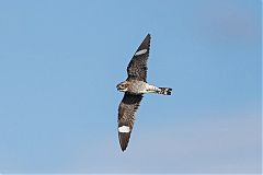 Common Nighthawk flying at Colorado, United States