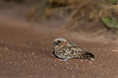 Common Poorwill perching/standing at Colorado, United States