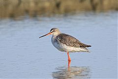 Common Redshank wading at Phetchaburi, Thailand
