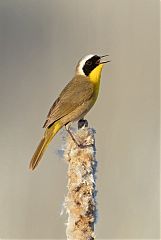 Common Yellowthroat calling/singing at Colorado, United States