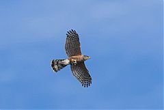 Cooper's Hawk flying at Colorado, United States