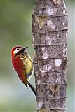 Crimson-mantled Woodpeckerborder=