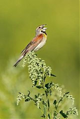 Dickcissel calling/singing at Colorado, United States