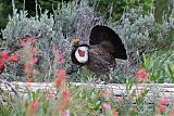 Dusky Grouse