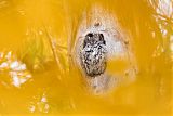 Eastern Screech-Owl