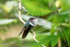 Ecuadorian Piedtail