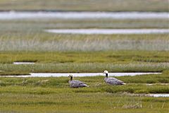 Emperor Goose perching/standing at Alaska, United States